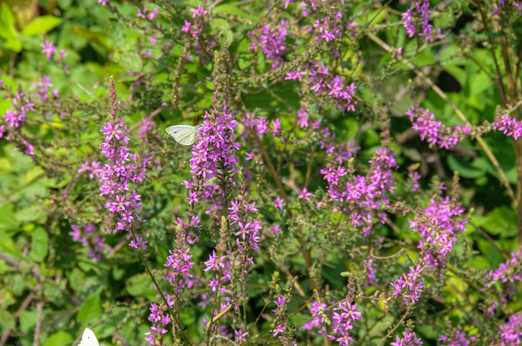 Flora e Fauna lungo il cammino